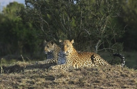 Leopardi I Masai Mara, Kenia