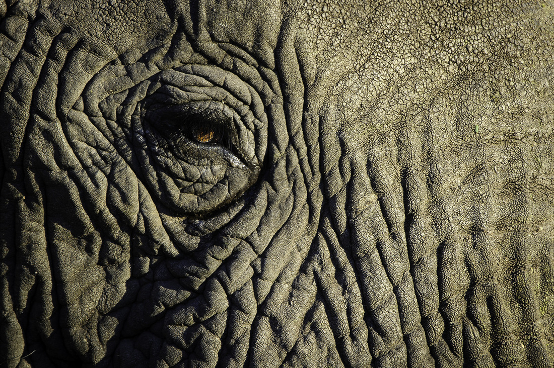 Elefantti I Botswana
