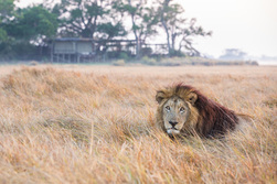 Leijonakuningas I Shumba, Sambia