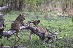 Leijonanpentuja puussa I Tansania