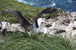 Albatrossi I Etelämanner