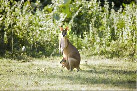 Kenguru poikineen I Bamurru, Australia